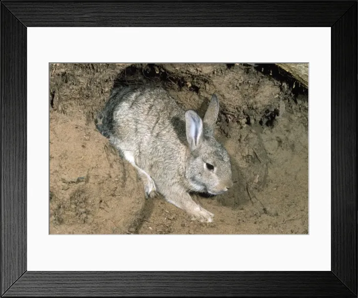 Framed Print : Picture No. 10853645 Framed Print : Picture No. 10853645