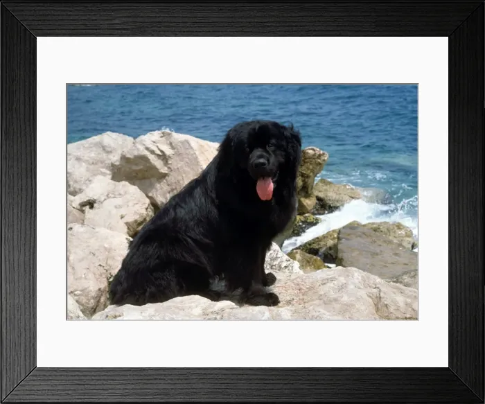 Framed Print : Picture No. 10852228 Framed Print : Picture No. 10852228