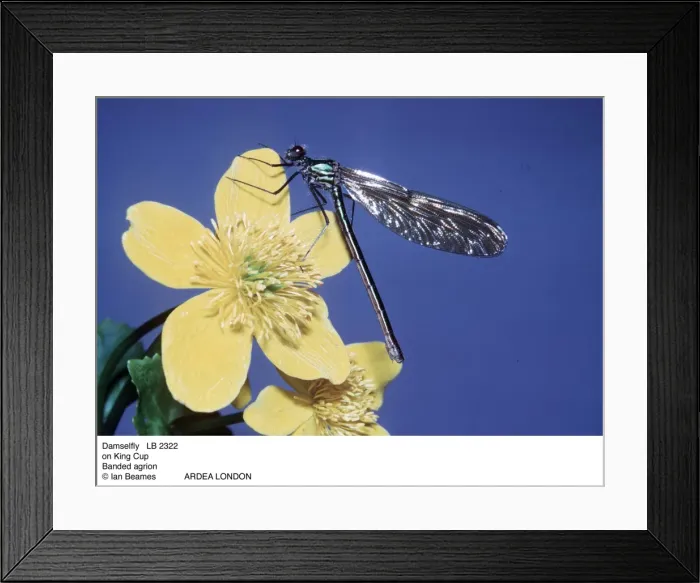 Framed Print : Picture No. 10853587 Framed Print : Picture No. 10853587
