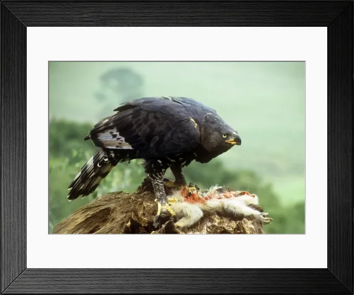 Framed Print : Picture No. 10854991
