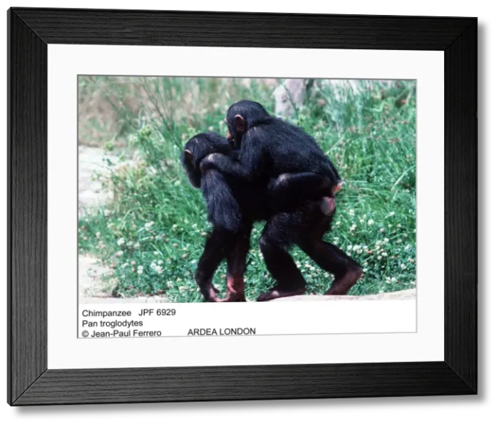 Framed Print : Picture No. 10852246 Framed Print : Picture No. 10852246