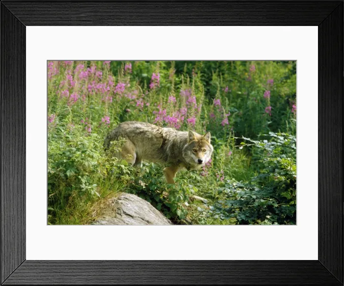 Framed Print : Picture No. 10852239 Framed Print : Picture No. 10852239