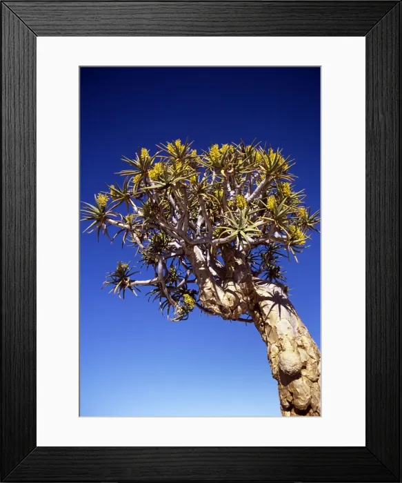 Framed Print : Picture No. 10855115 Framed Print : Picture No. 10855115