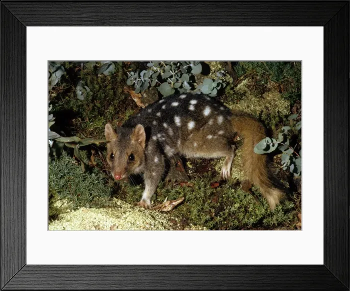 Framed Print : Picture No. 10852231 Framed Print : Picture No. 10852231