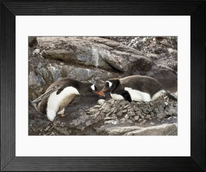 Framed Print : Picture No. 10855000 Framed Print : Picture No. 10855000