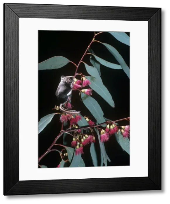 Framed Print : Picture No. 10852247 Framed Print : Picture No. 10852247