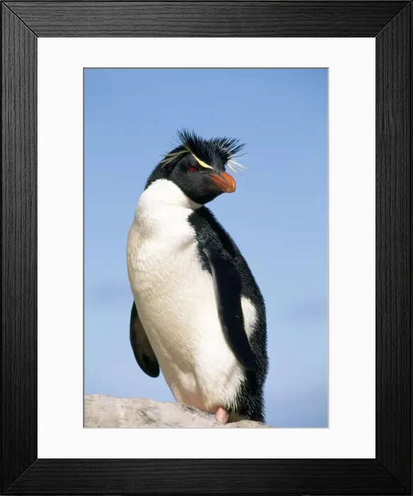 Framed Print : Picture No. 10852257 Framed Print : Picture No. 10852257