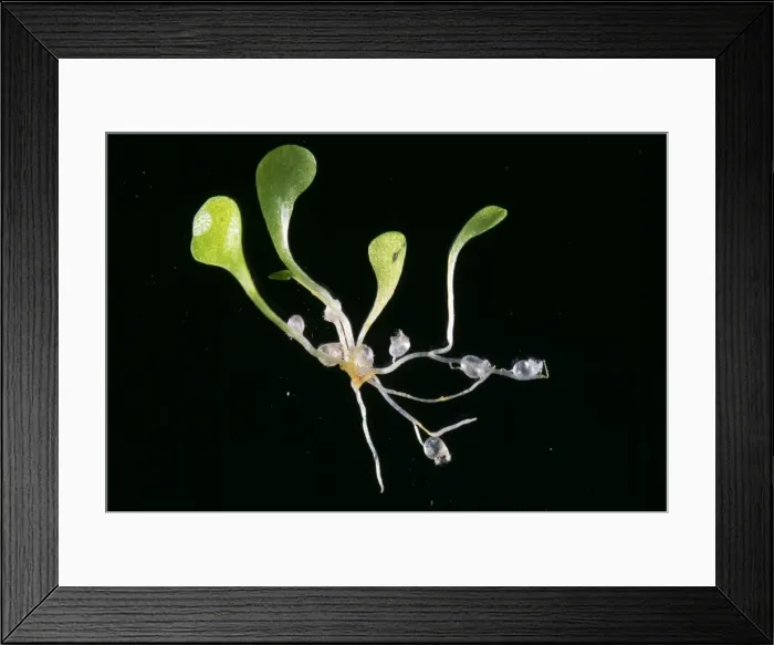Framed Print : Picture No. 10854874 Framed Print : Picture No. 10854874