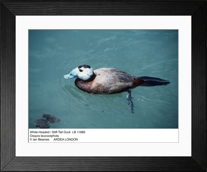 Framed Print : Picture No. 10853682 Framed Print : Picture No. 10853682