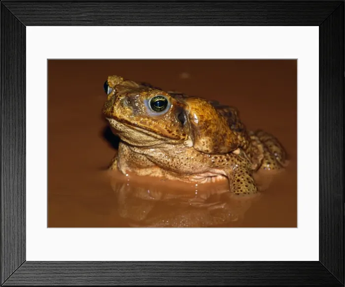 Framed Print : Picture No. 10852252 Framed Print : Picture No. 10852252