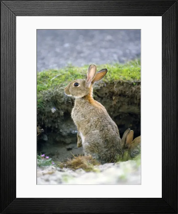 Framed Print : Picture No. 10855477 Framed Print : Picture No. 10855477