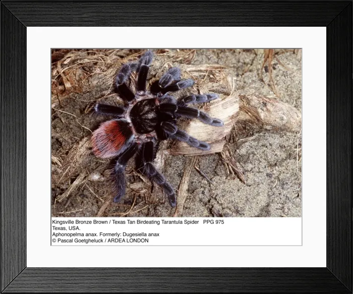 Framed Print : Picture No. 10854822 Framed Print : Picture No. 10854822