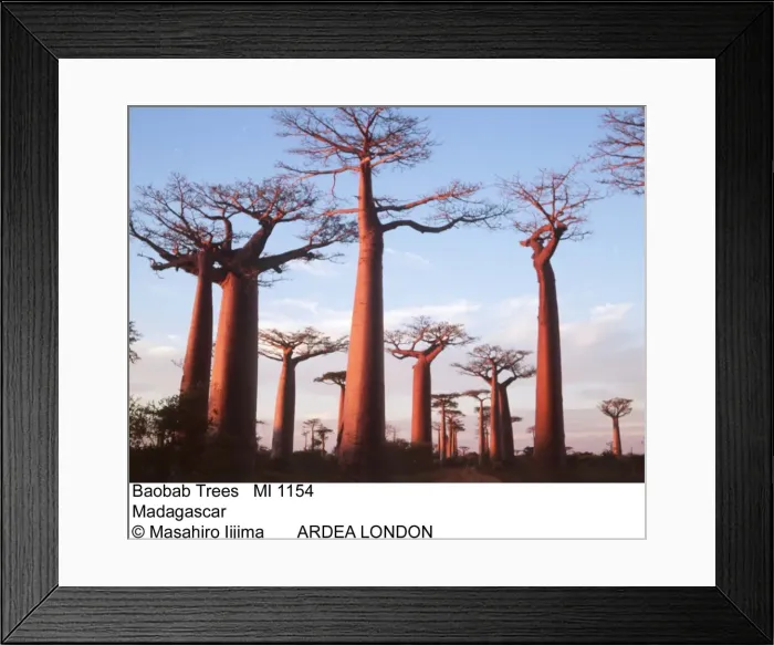 Framed Print : Picture No. 10853900 Framed Print : Picture No. 10853900