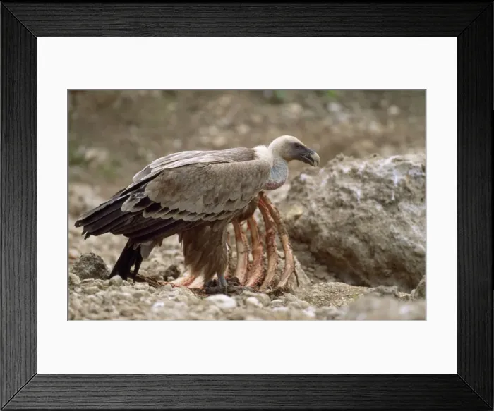 Framed Print : Picture No. 10855515 Framed Print : Picture No. 10855515