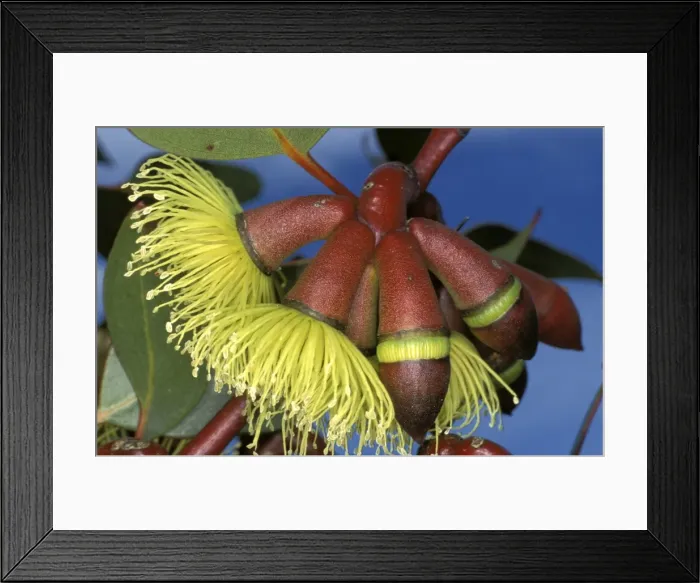 Framed Print : Picture No. 10862841 Framed Print : Picture No. 10862841