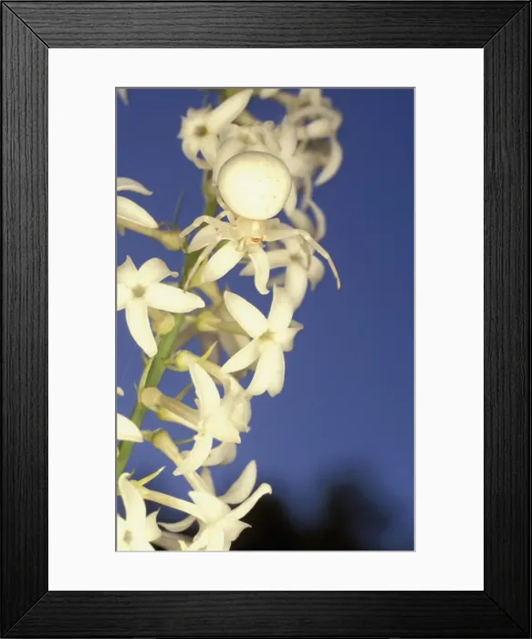 Framed Print : Picture No. 10862840 Framed Print : Picture No. 10862840