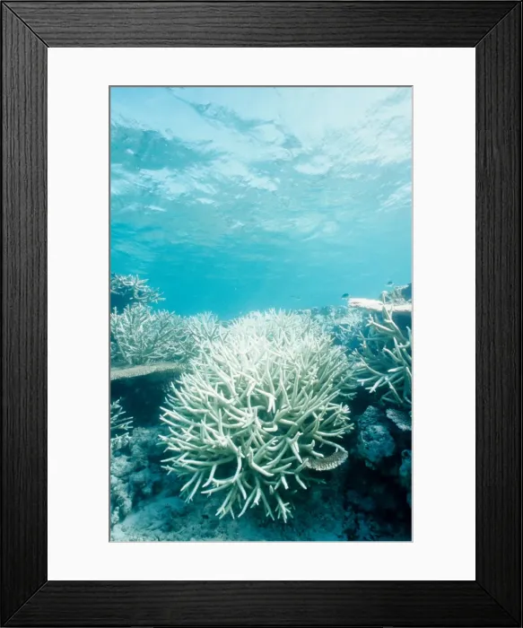 Framed Print : Picture No. 10862583 Framed Print : Picture No. 10862583