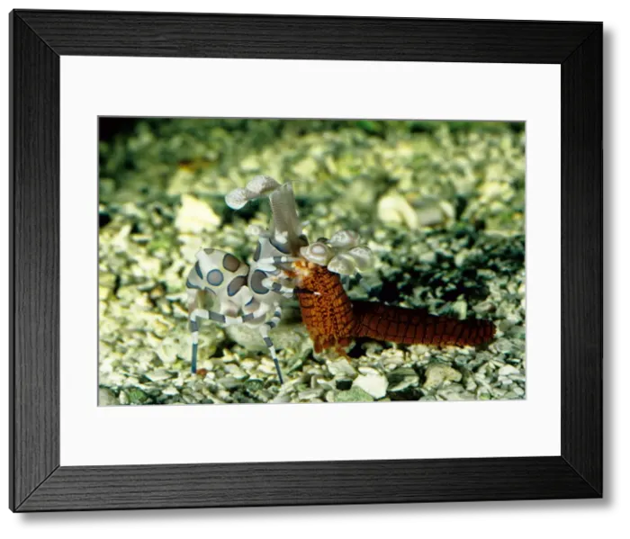 Framed Print : Picture No. 10862633 Framed Print : Picture No. 10862633