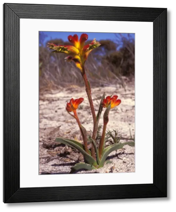 Framed Print : Picture No. 10862836