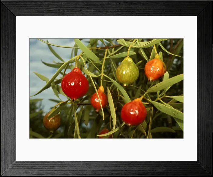 Framed Print : Picture No. 10862863 Framed Print : Picture No. 10862863