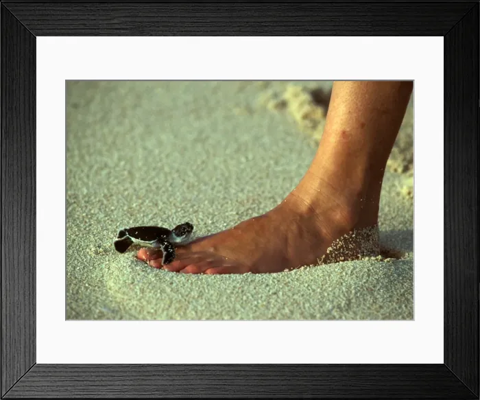 Framed Print : Picture No. 10862752 Framed Print : Picture No. 10862752