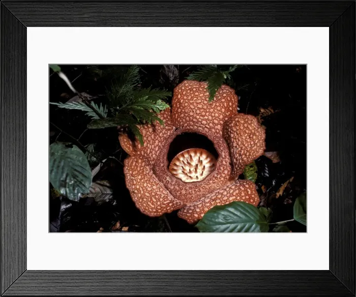 Framed Print : Picture No. 10862801 Framed Print : Picture No. 10862801