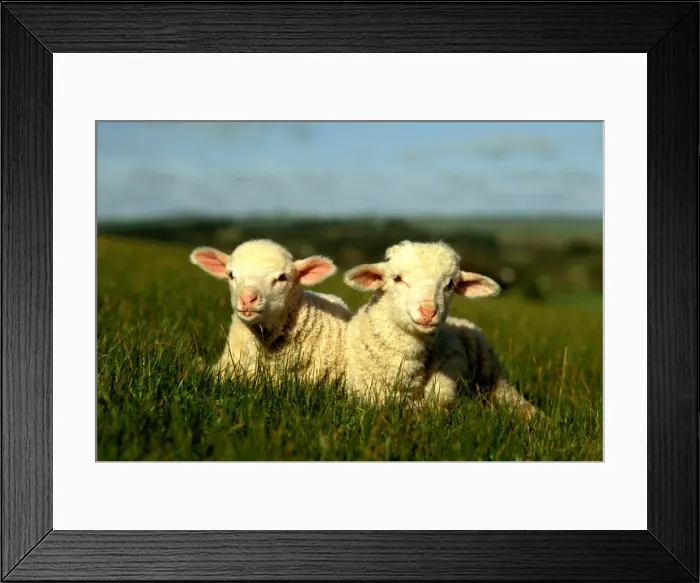 Framed Print : Picture No. 10863051 Framed Print : Picture No. 10863051