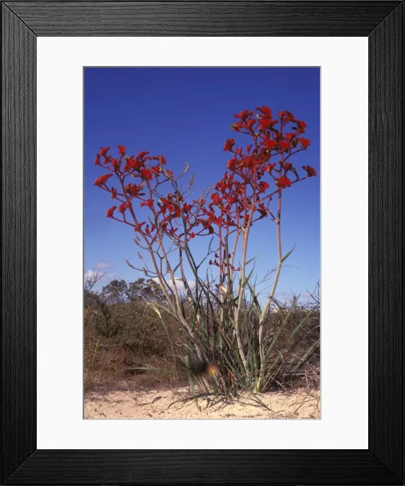 Framed Print : Picture No. 10862837 Framed Print : Picture No. 10862837