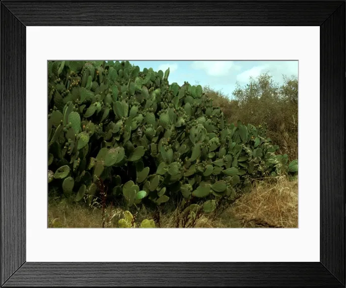 Framed Print : Picture No. 10862833 Framed Print : Picture No. 10862833