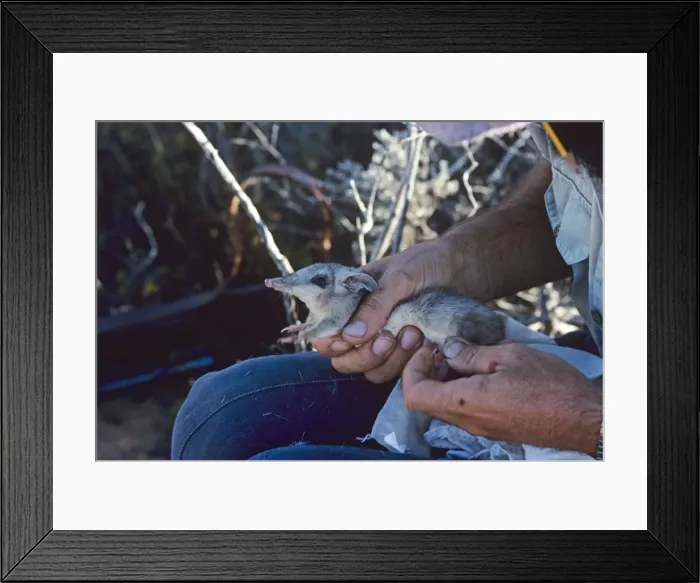 Framed Print : Picture No. 10862711 Framed Print : Picture No. 10862711