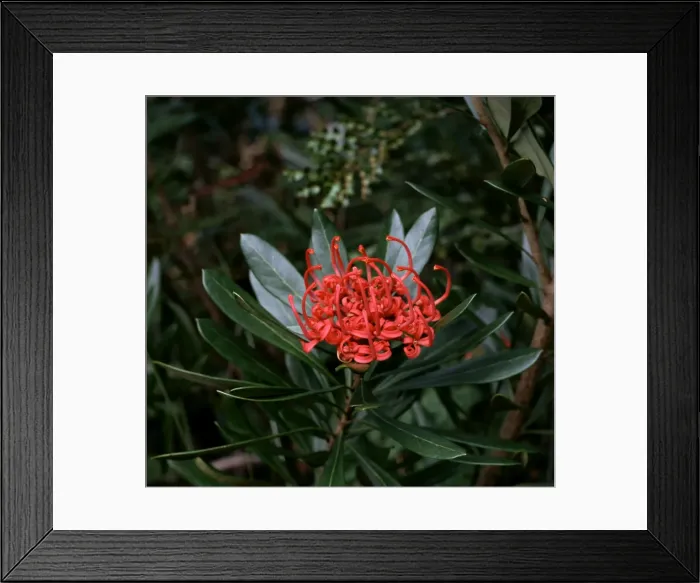 Framed Print : Picture No. 10862963 Framed Print : Picture No. 10862963
