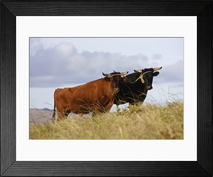 Framed Print : Picture No. 10861934 Framed Print : Picture No. 10861934