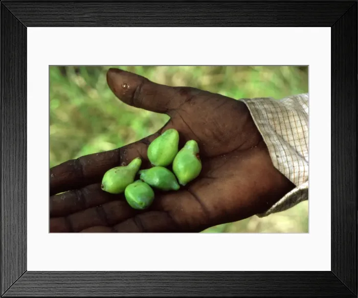Framed Print : Picture No. 10862688 Framed Print : Picture No. 10862688