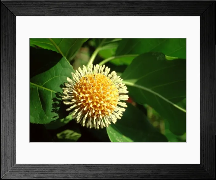 Framed Print : Picture No. 10862690 Framed Print : Picture No. 10862690