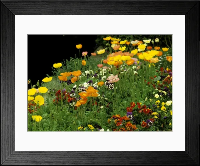 Framed Print : Picture No. 10862802 Framed Print : Picture No. 10862802