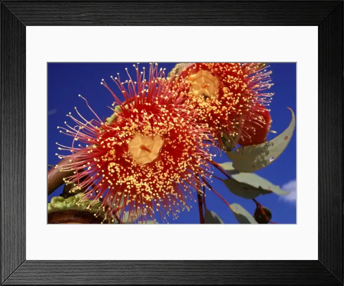 Framed Print : Picture No. 10862838 Framed Print : Picture No. 10862838