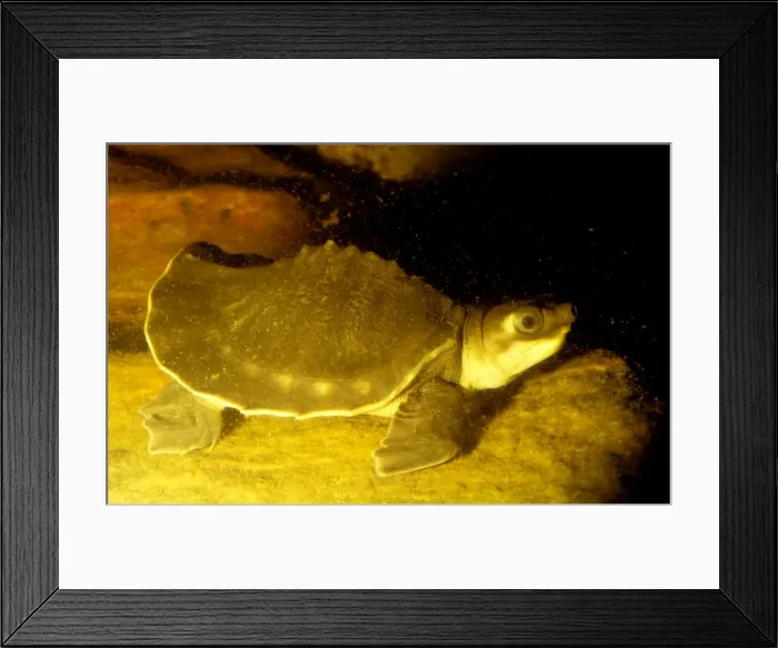 Framed Print : Picture No. 10862673 Framed Print : Picture No. 10862673