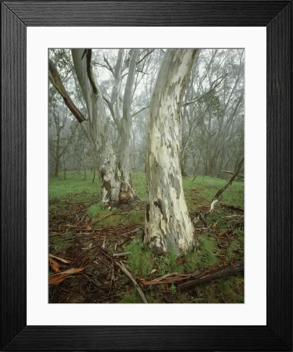Framed Print : Picture No. 10863035 Framed Print : Picture No. 10863035