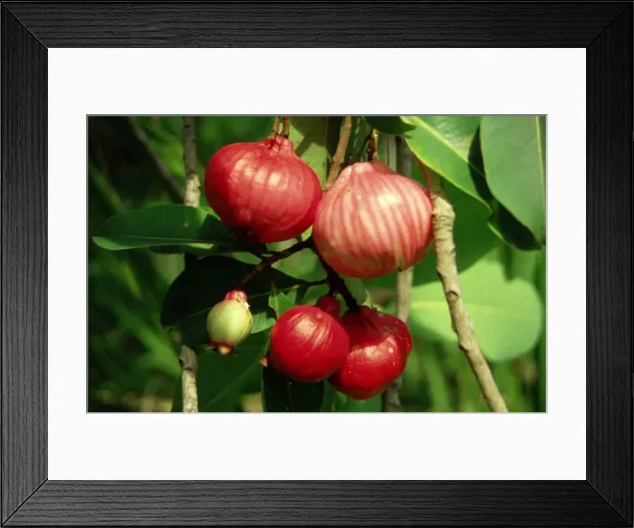Framed Print : Picture No. 10862689 Framed Print : Picture No. 10862689
