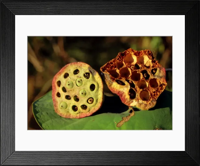 Framed Print : Picture No. 10862691 Framed Print : Picture No. 10862691