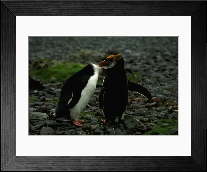 Framed Print : Picture No. 10862758 Framed Print : Picture No. 10862758