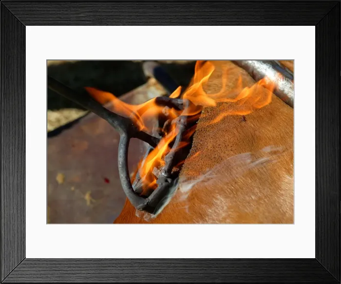 Framed Print : Picture No. 10863207 Framed Print : Picture No. 10863207