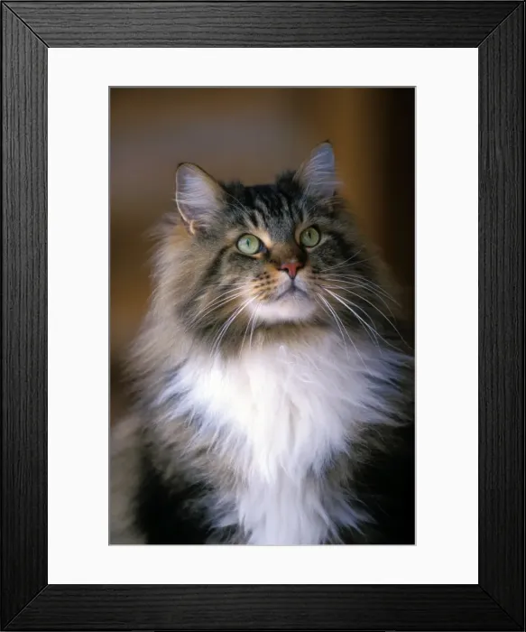 Framed Print : Picture No. 10867112 Framed Print : Picture No. 10867112