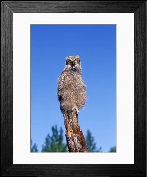 Framed Print : Picture No. 10867088 Framed Print : Picture No. 10867088