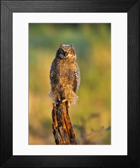 Framed Print : Picture No. 10867091 Framed Print : Picture No. 10867091