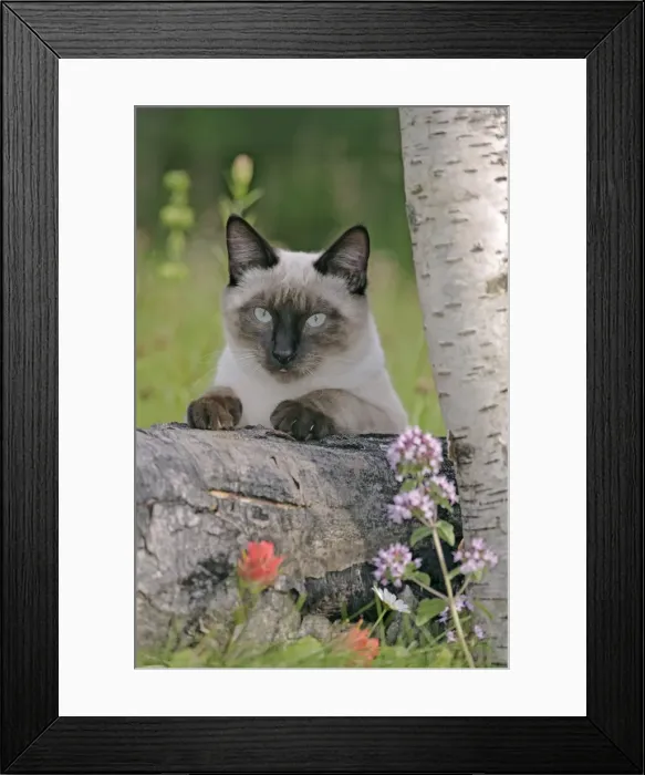 Framed Print : Picture No. 10867139 Framed Print : Picture No. 10867139