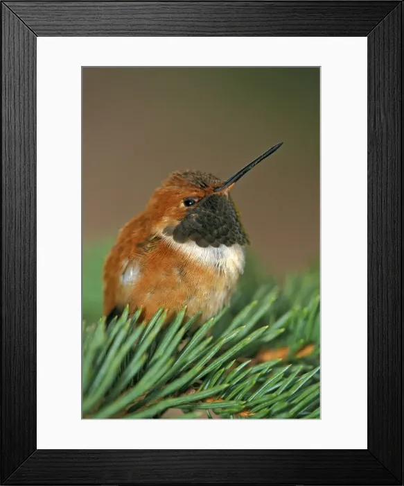 Framed Print : Picture No. 10867085 Framed Print : Picture No. 10867085