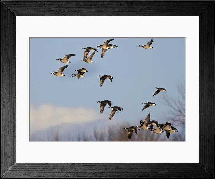 Framed Print : Picture No. 10867150 Framed Print : Picture No. 10867150