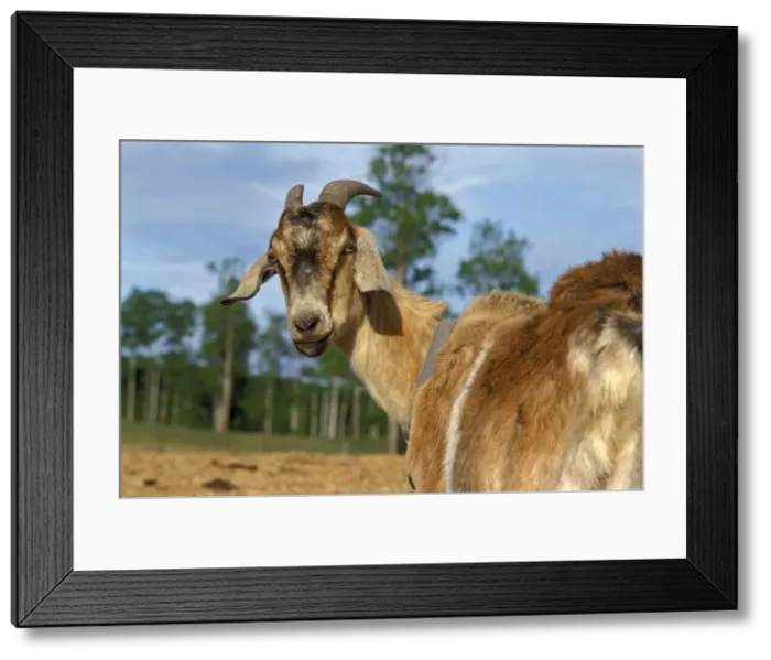 Framed Print : Picture No. 10867084 Framed Print : Picture No. 10867084