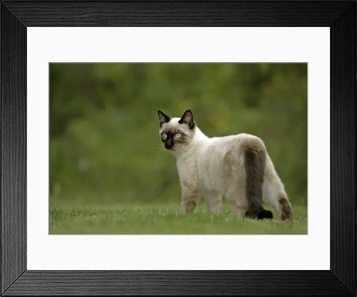 Framed Print : Picture No. 10867137 Framed Print : Picture No. 10867137